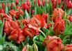 Tulipa Red Bright Parrot ® (3)